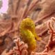 Longsnout seahorse 吻海馬泰國船宿特別優惠布吉斯米蘭